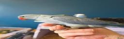 Ringnecks birds for sale: Stunning Hand Reared Ringnecks - Advert 9