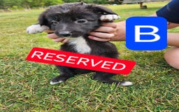 Mixed Breed dogs for sale: Girl TRI- due to unforseen circumstances - Image 24