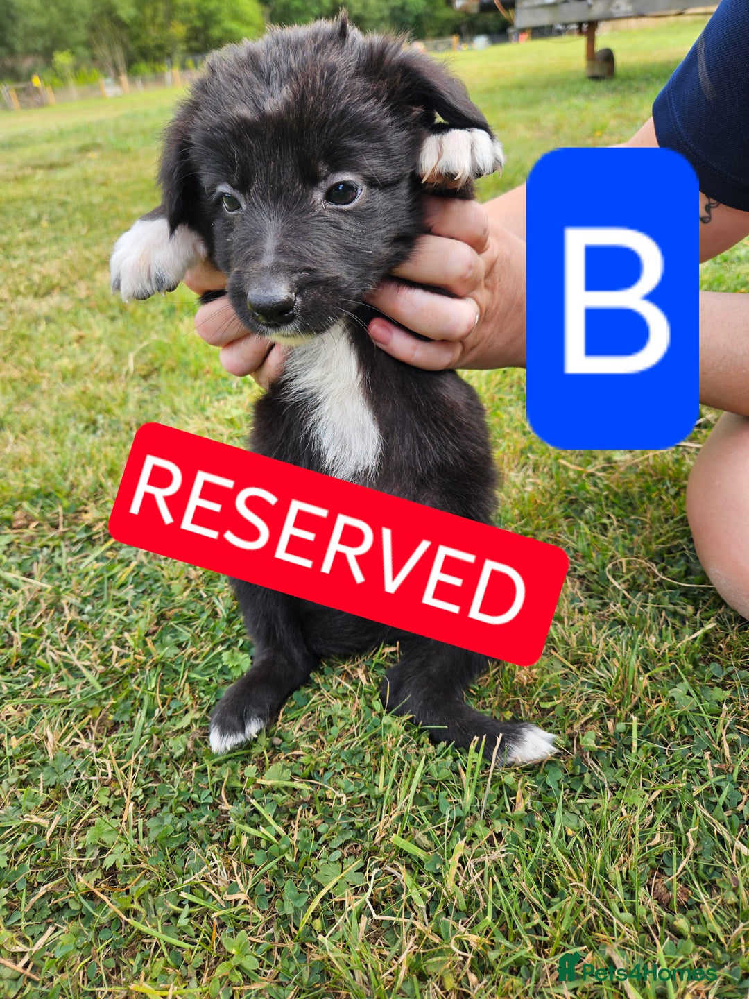 Mixed Breed dogs for sale: Girl TRI- due to unforseen circumstances - Image 24