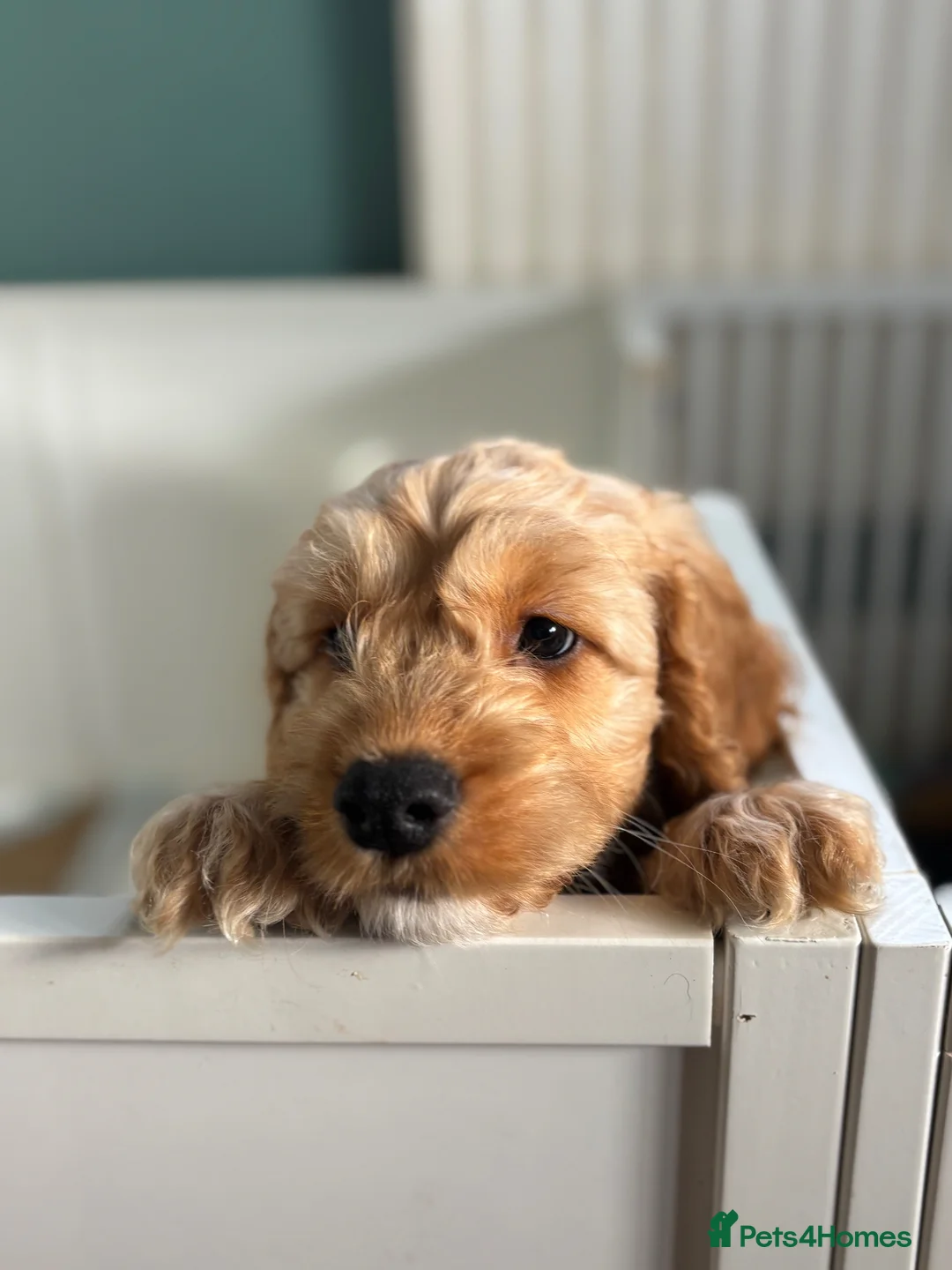 Cockapoo dogs for sale: Last boy remaining F1 Cockapoo puppies  - Advert 2