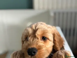 Cockapoo dogs 🐾Gorgeous F1 Cockapoo puppies 🐾 - Advert 16