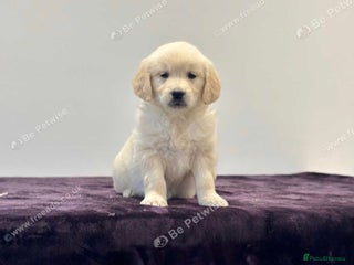 Golden Retriever dogs Golden retriever golden colour - Advert 16