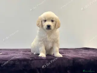 Golden Retriever dogs Golden retriever golden colour - Advert 14