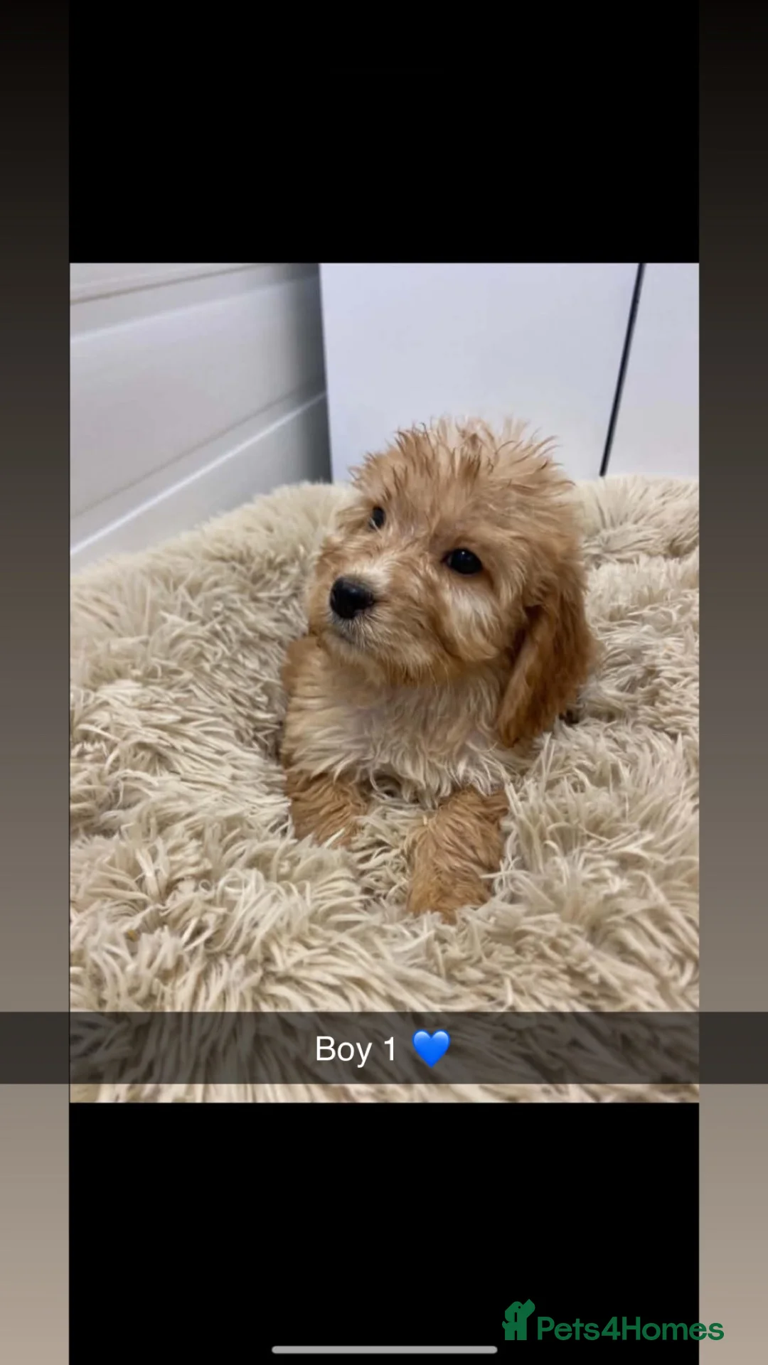 Cockapoo dogs for sale: Cockapoo puppy’s  - Advert 1