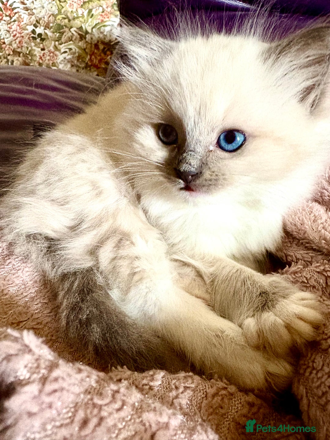 Ragdoll cats for sale: Ragdoll Kittens ready now* - Image 16