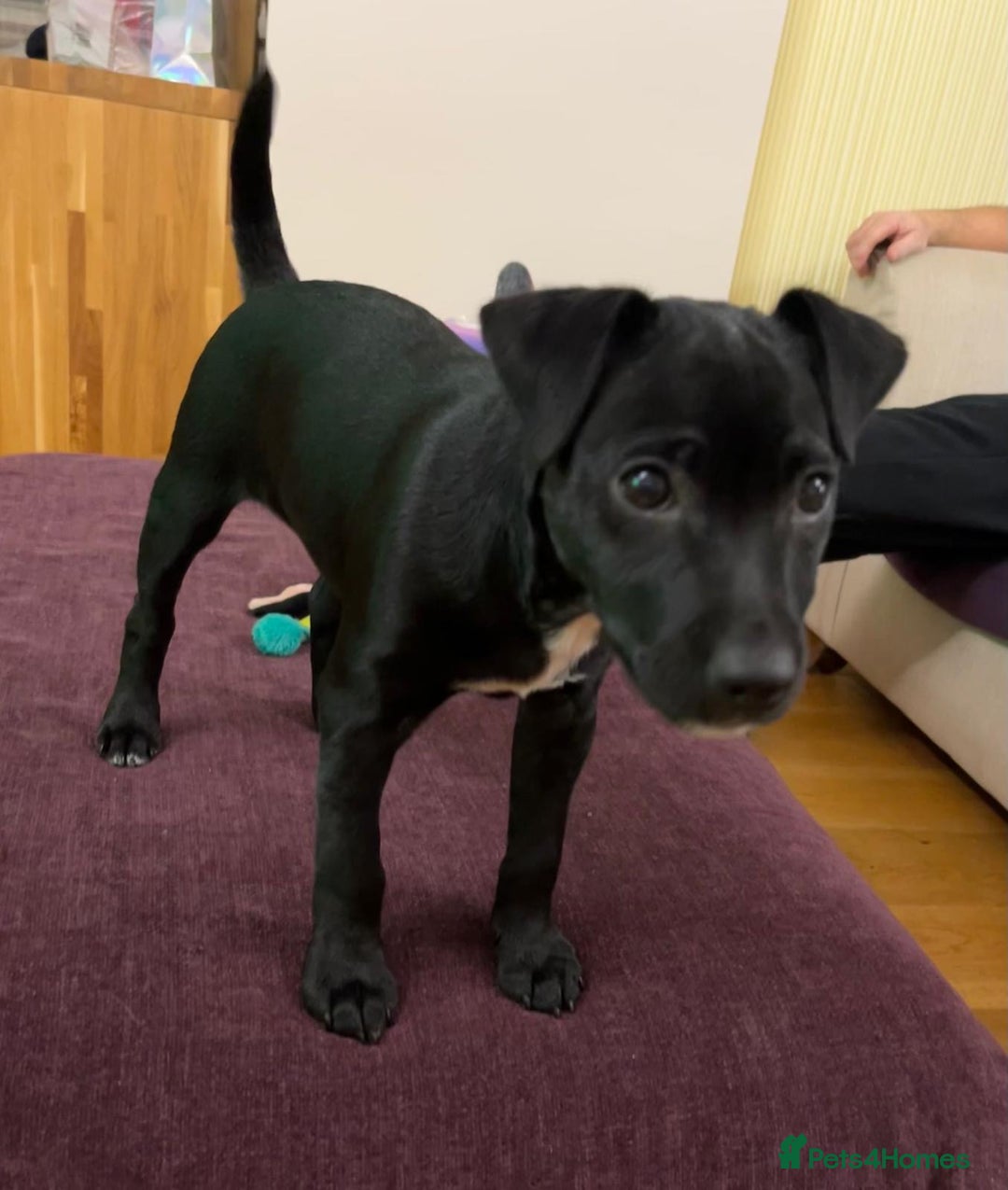 Patterdale Terrier dogs for sale: Beautiful black (Male) Patterdale puppy for sale - Advert 3