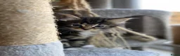 Mixed Breed cats for sale: Ready to go 4 ginger boy 1 tabby girl - Advert 14