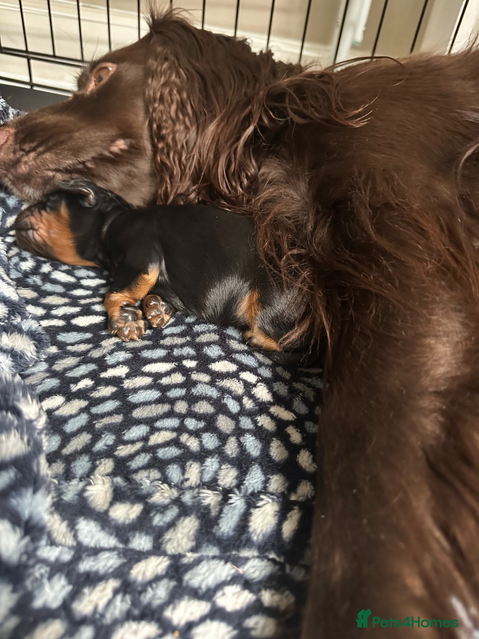 Cocker Spaniel dogs for sale: KC Registered Cocker Spaniels–DNA Clear Parents 👑 - Advert 11