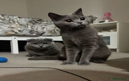 Scottish Fold cats for sale: Half British short hair half Scottish fold  - Image 1