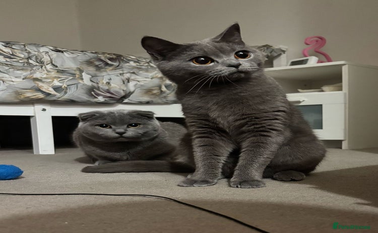 Scottish Fold cats - Advert 12