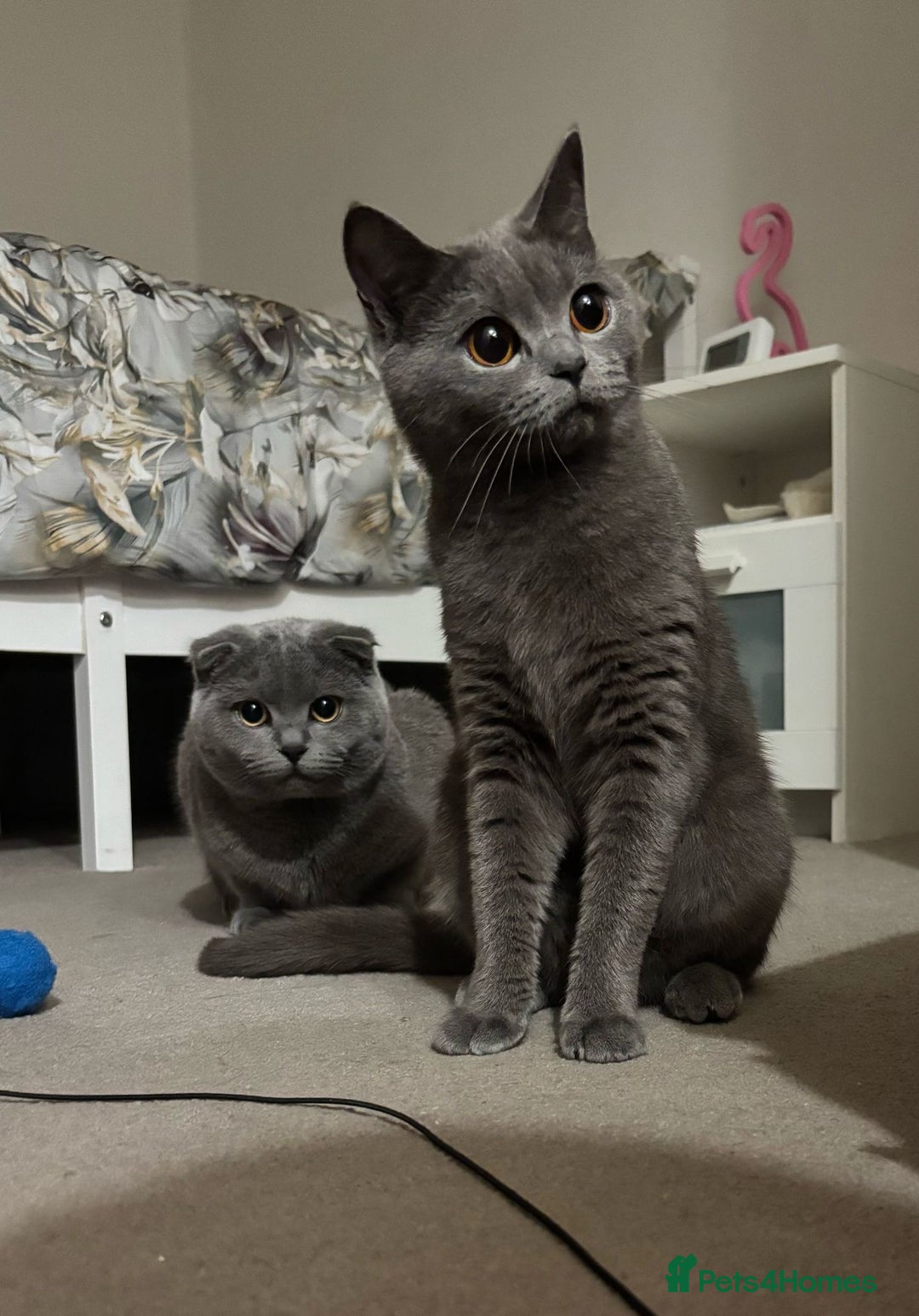 Scottish Fold cats for sale: Half British short hair half Scottish fold  - Image 1