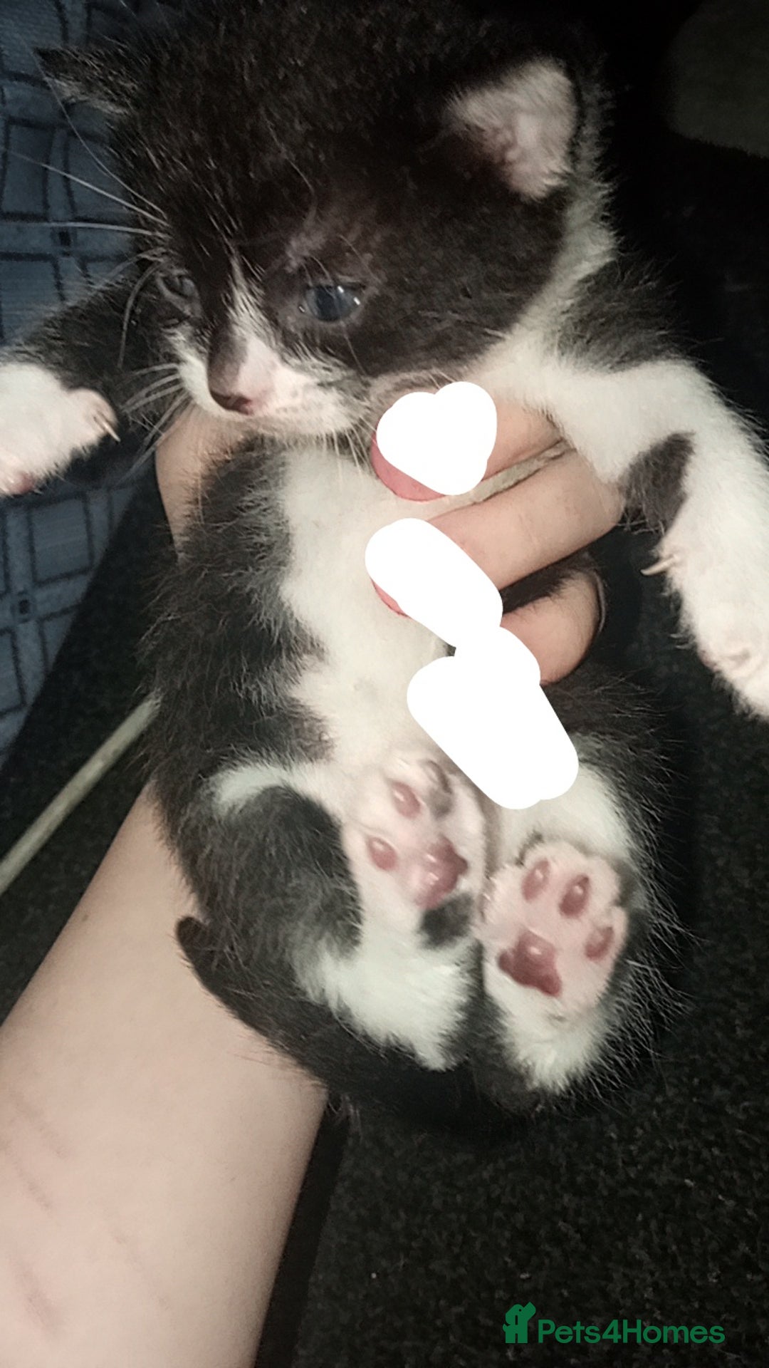 Mixed Breed cats for sale: Kittens for sale - Image 4