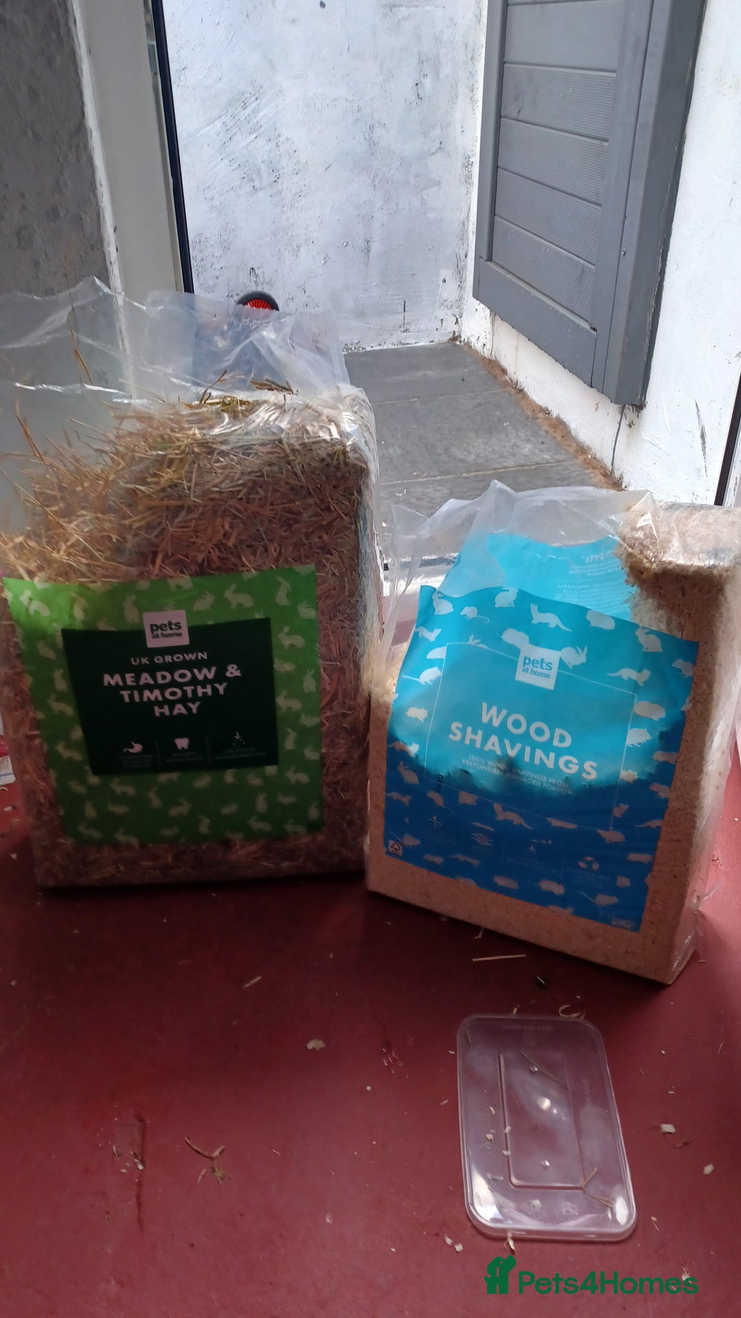 Lionhead rabbits for sale: 2 cute lionhead rabbits come with cage and food - Image 3