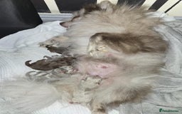 Pomeranian dogs for sale: Rare miniature Teddy face pomeranian puppies  - Image 39