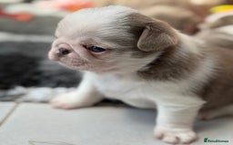 Pug dogs for sale: Stunning litter lilac tans and lilac tan pandas - Image 15