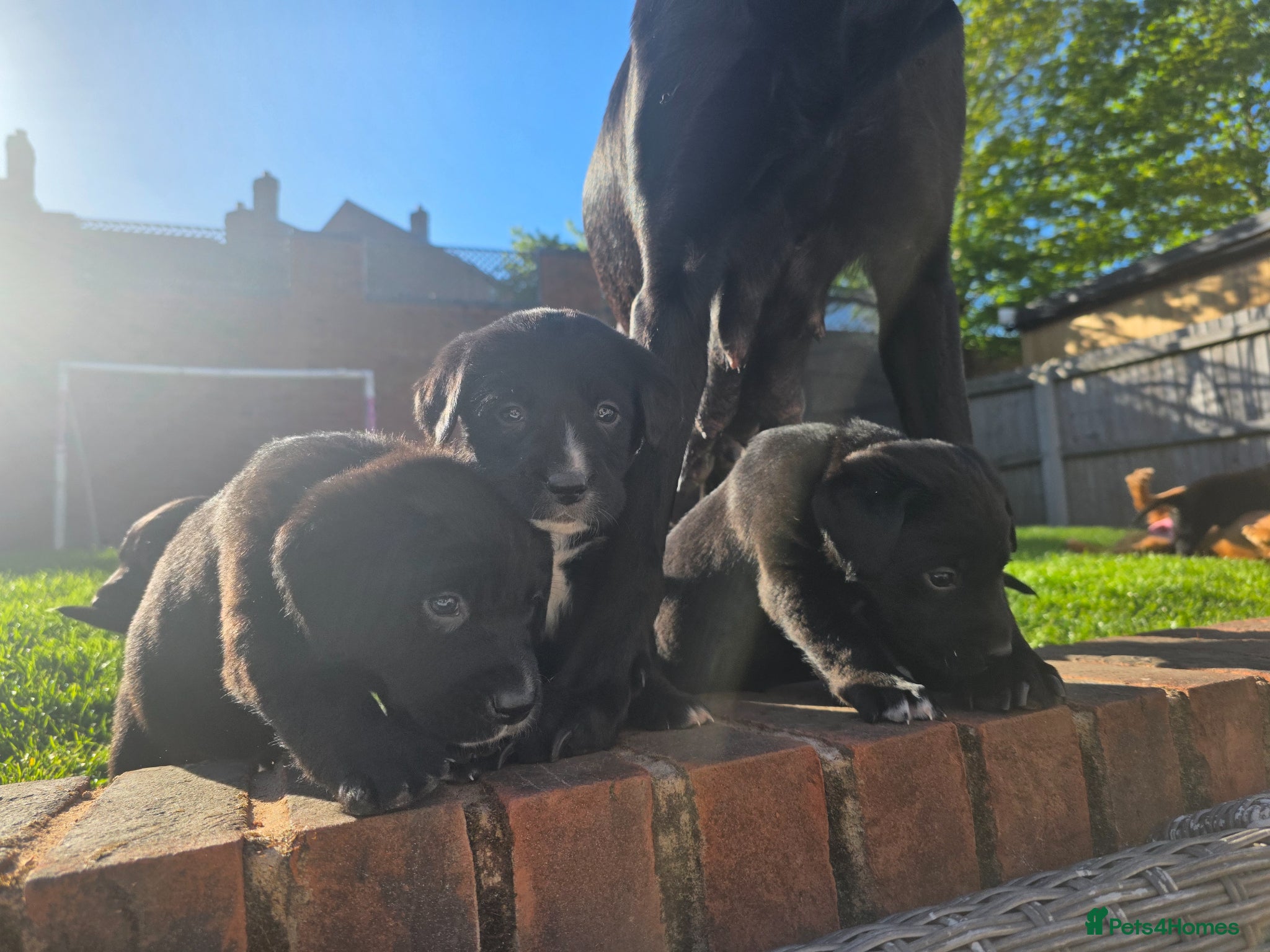 Mixed Breed dogs Labernese F1 Puppies - Advert 2