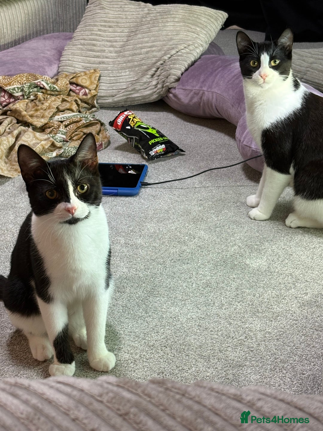 Domestic Shorthair cats for sale: Two neutered male bonded black and white cats  - Advert 2