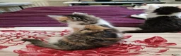 Mixed Breed cats for sale: 4 gorgeous kitten looking for their forever home - Advert 5