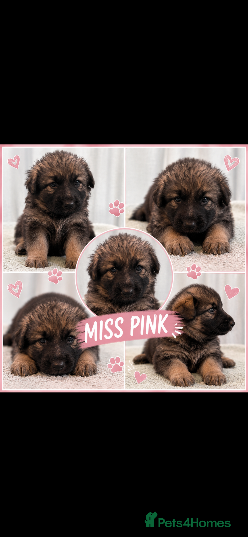 German Shepherd dogs Stunning German Shepherds by Shawhead Shepherds - Advert 1
