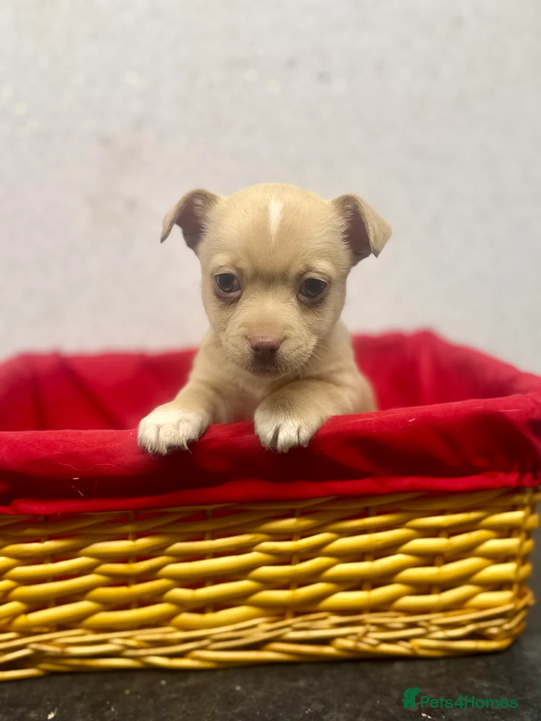 Jack Russell dogs for sale: Fabulous rare coloured Jack Russell pups in Keighley - Advert 3