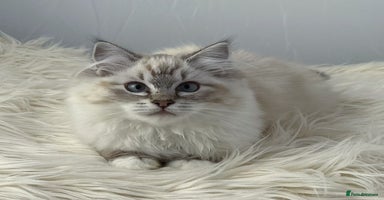 Ragdoll cats - Advert 3
