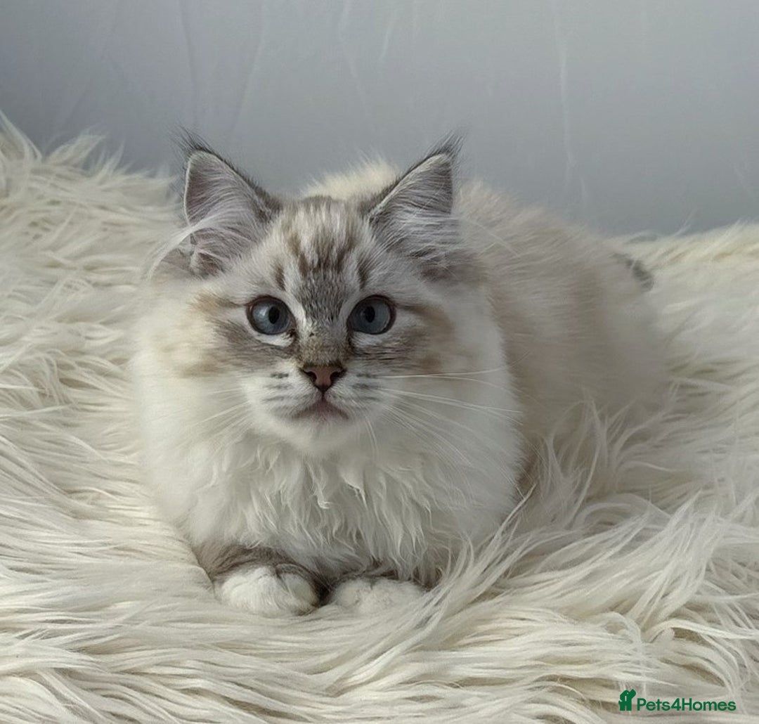 Ragdoll cats for sale: Playful Pedigree Ragdoll Kittens Available - Image 3