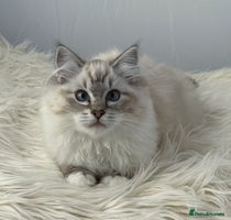 Ragdoll cats - Advert 2