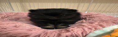 Adorable female black Pomeranian puppy 