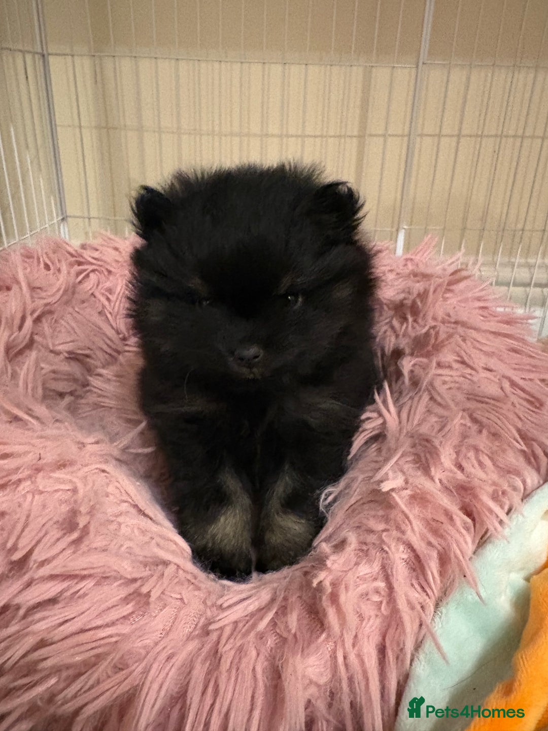 Pomeranian dogs for sale: Tiny Female Black Pomeranian Puppy  - Advert 8