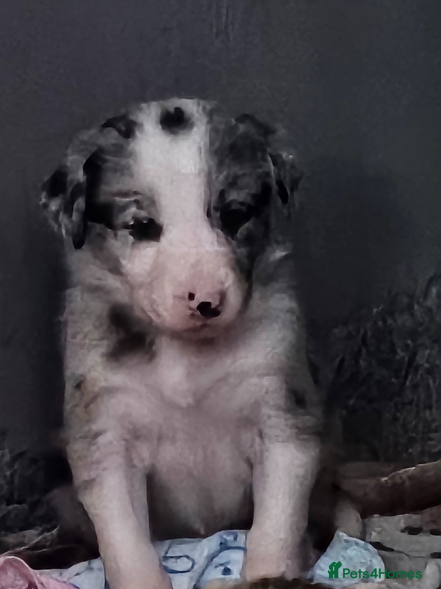 Border Collie dogs 🐾 Adorable Blue Merle Border Collie Puppies 🐾 - Advert 2