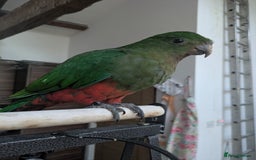 Parrots birds for sale: Australian King's parrot babies  - Image 7