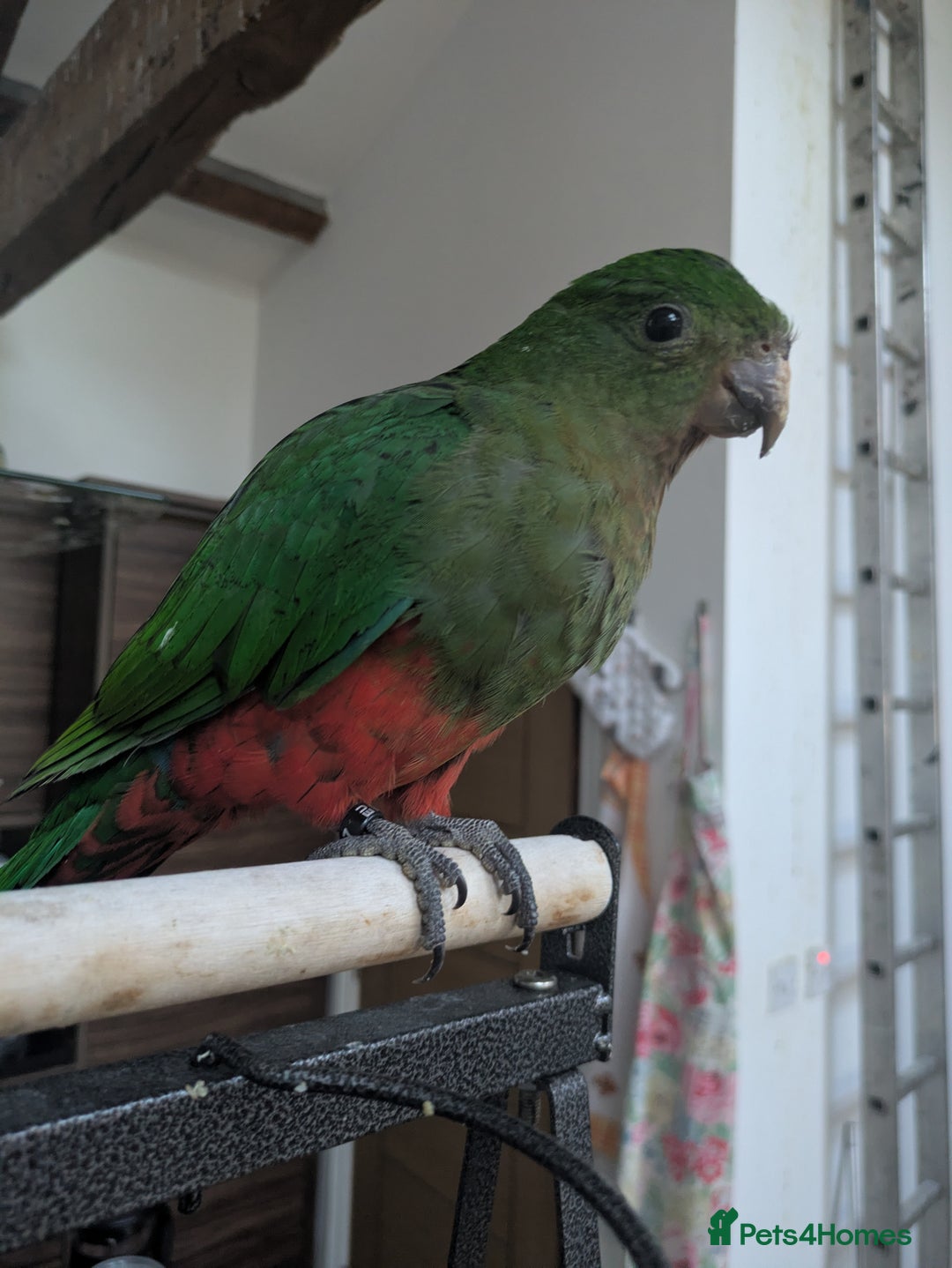 Parrots birds for sale: Australian King's parrot babies  - Image 7