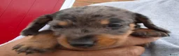 Miniature Dachshund dogs for sale: Beautiful Mini Wirehaired Dachshund Babies  in Chatteris - Advert 9