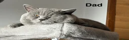 British Shorthair cats for sale: Cuteness beautiful British Shorthair kittens - Advert 4