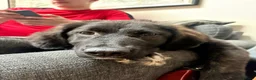 Mixed Breed dogs for adoption: Toff 9 month, medium Macedonian Rescue girl - Advert 8