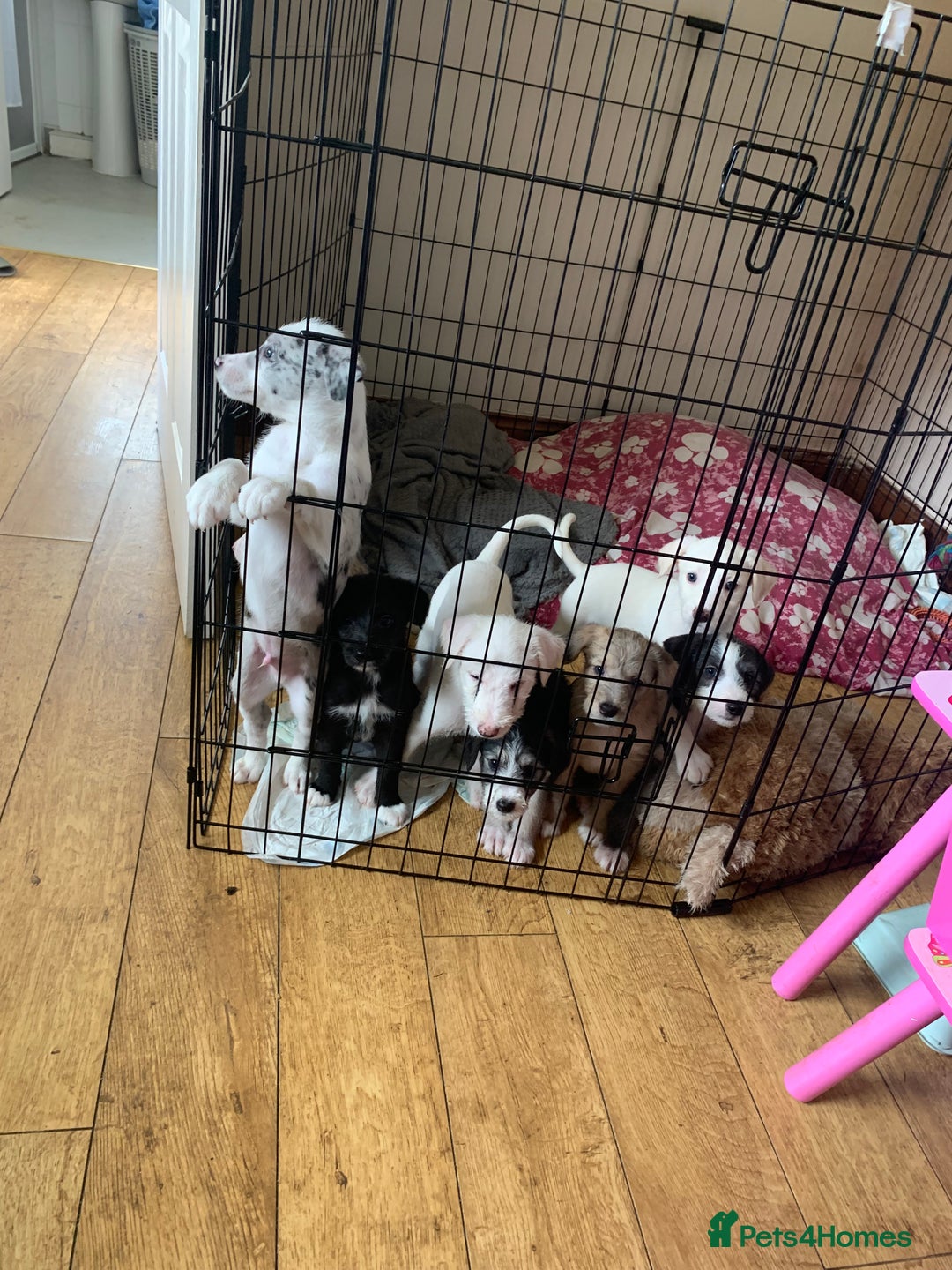 Lurcher dogs for sale: White Lurchers  - Image 9