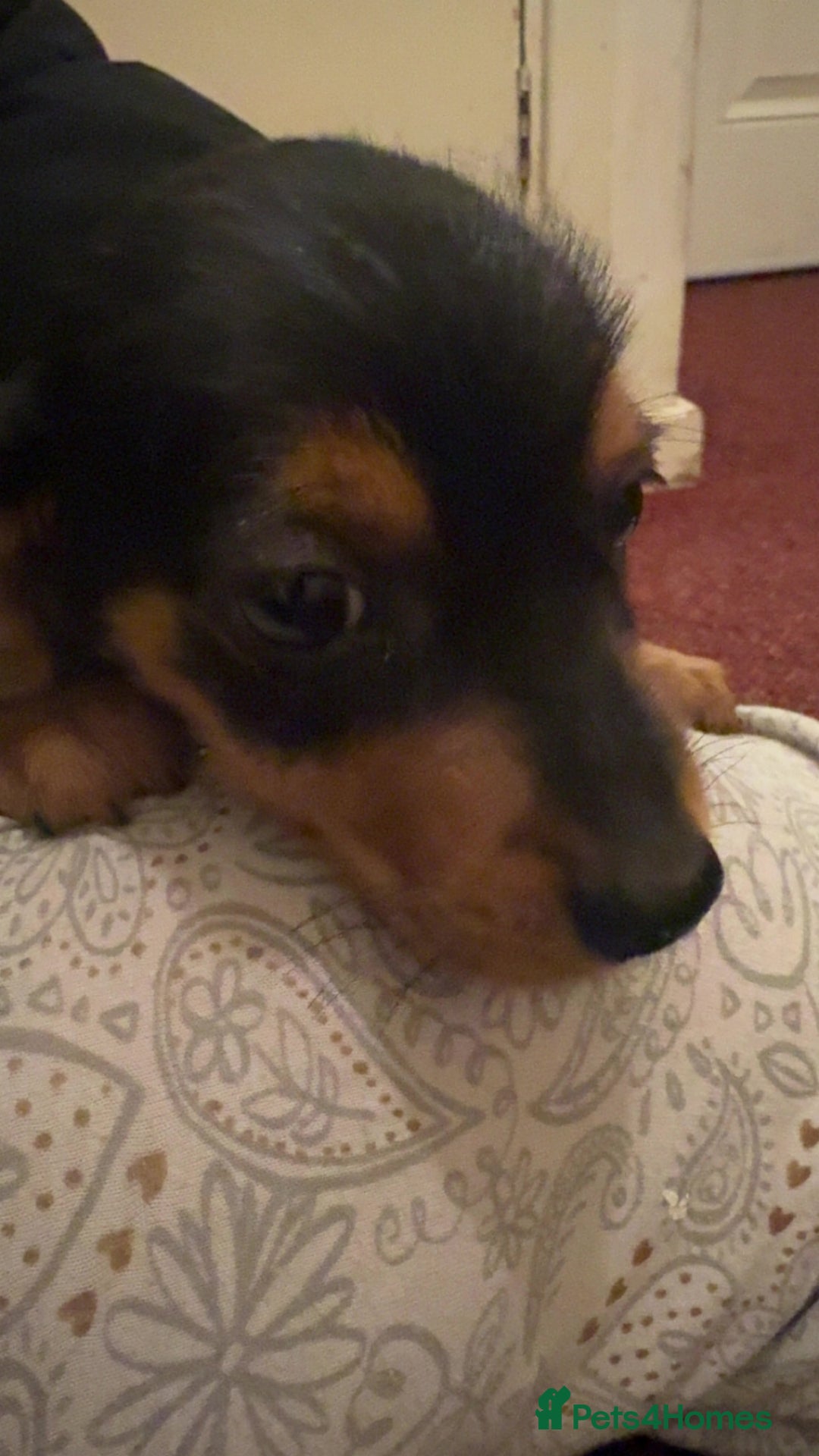 Mixed Breed dogs for sale: Minituare Yorkie cross dachshund puppies - Image 4