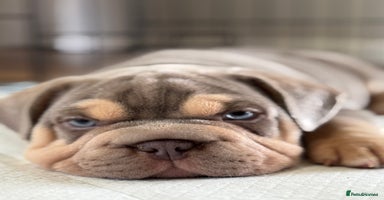 Mixed Breed dogs - Advert 12