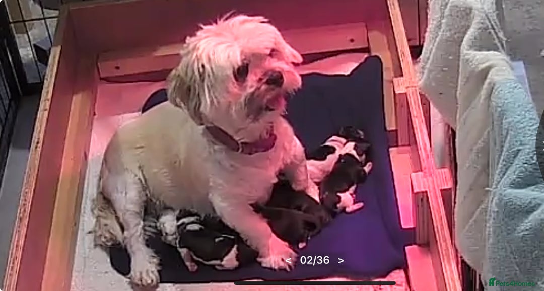 Lhasa Apso dogs for sale: KC registered litter born 9/10 - Image 5