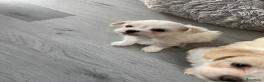 Mixed Breed Puppy 4
