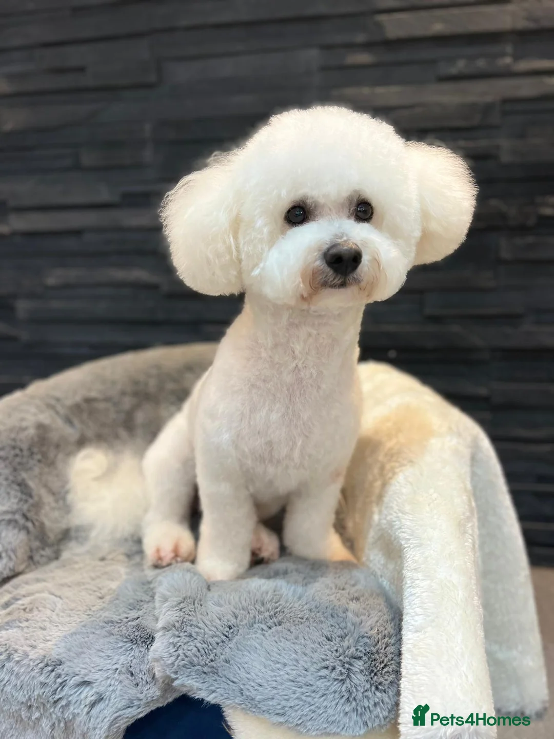 Bichon Frise dogs for stud: Bichon Frise for stud in Milton Keynes - Advert 3