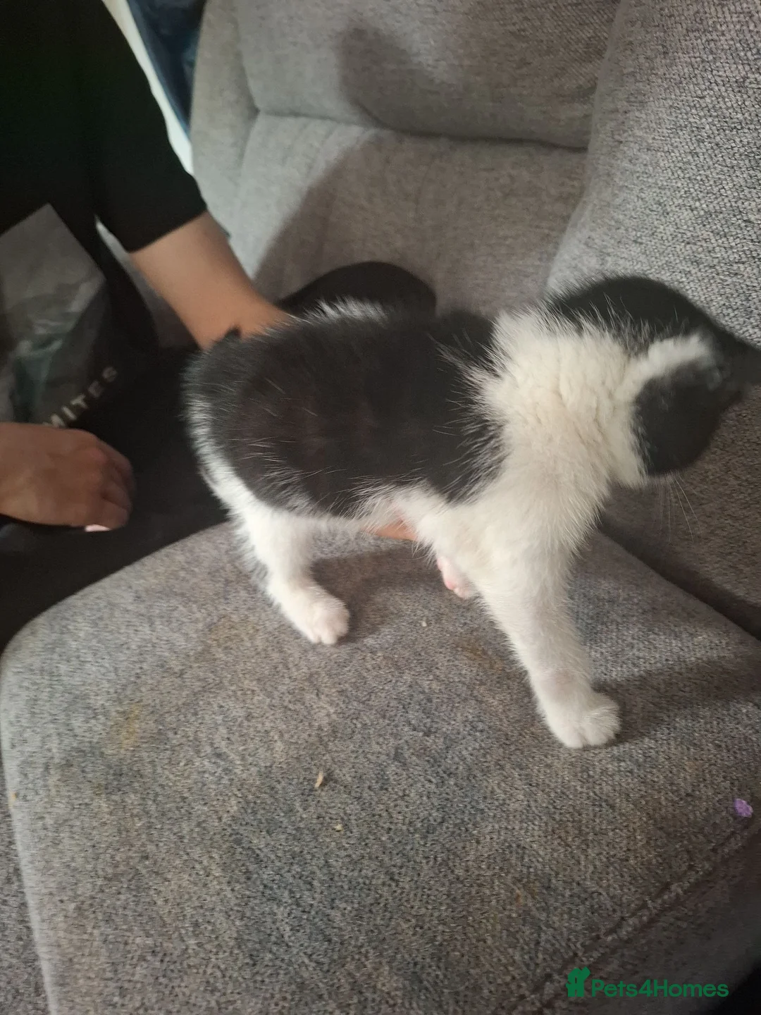 Mixed Breed cats for sale: Kittens for sale - Advert 2