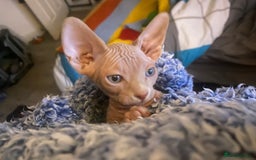 Sphynx cats for sale: 3 adorable Sphynx looking for their forever home  - Image 20
