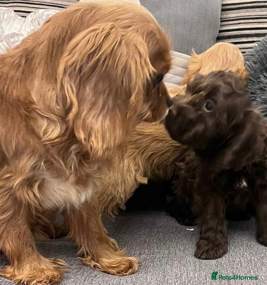 Cavapoo dogs for sale: Cavapoo puppies available to leave - Advert 3