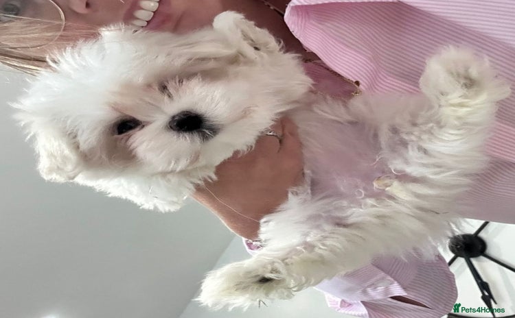 Maltese dogs - Advert 6
