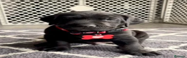Cane Corso Puppy 1