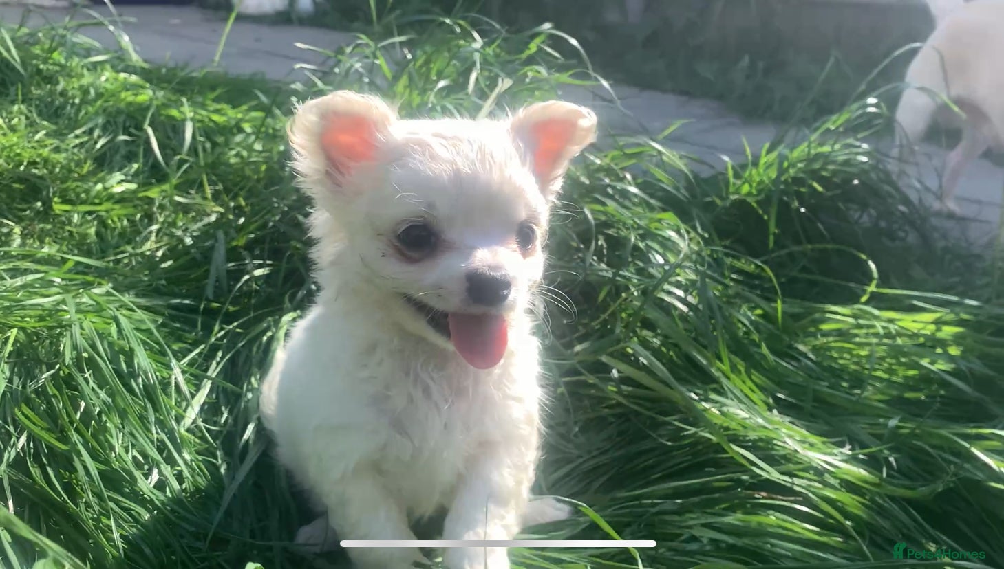 Mixed Breed dogs Maltese/chihuahua (malchi) pups - Advert 14