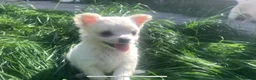 Mixed Breed dogs for sale: Maltese/chihuahua (malchi) pups - Advert 1