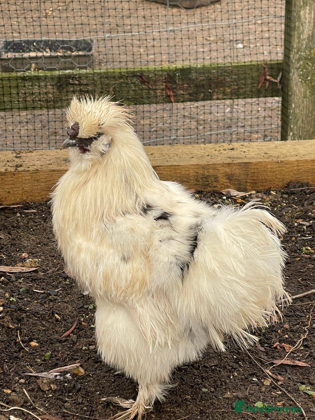 Chickens poultry for sale: Silkies - Male - Advert 1