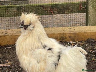 Chickens poultry Silkies - Male - Advert 1